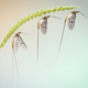 Imagen para el artículo titulado El autor de la foto ganadora de este concurso de fotografía de insectos tenía fobia a los insectos